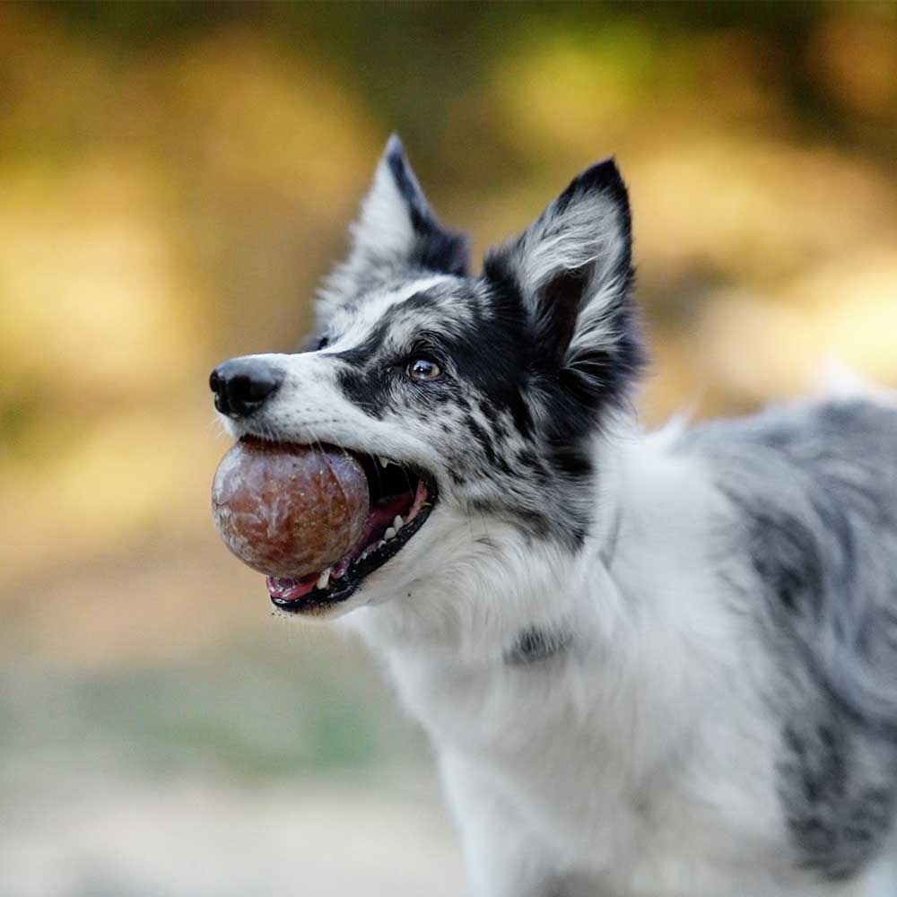 Jouet pour chien Rub Strong Ball -L - Titi&co