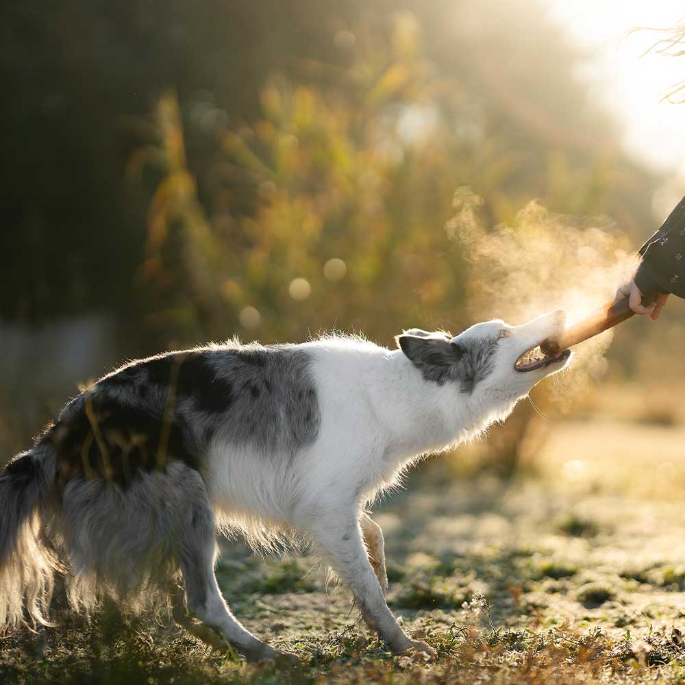 Jouet pour chien Rub Bite - Titi&co