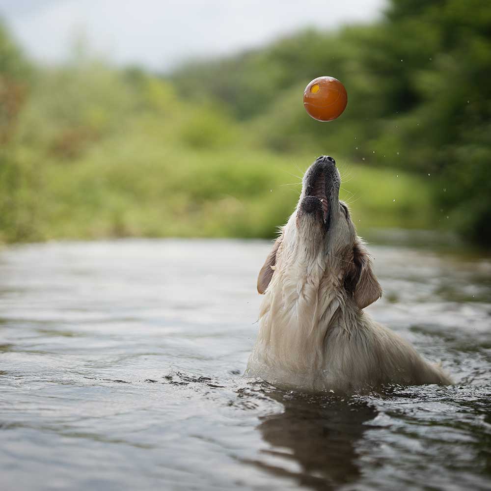 Jouet pour chien Rub Ball - Titi&co