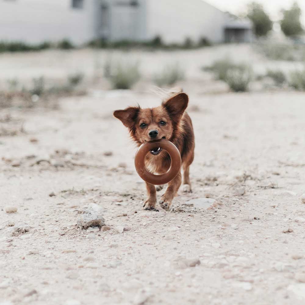 Jouet pour chien Rub Bite - Titi&co
