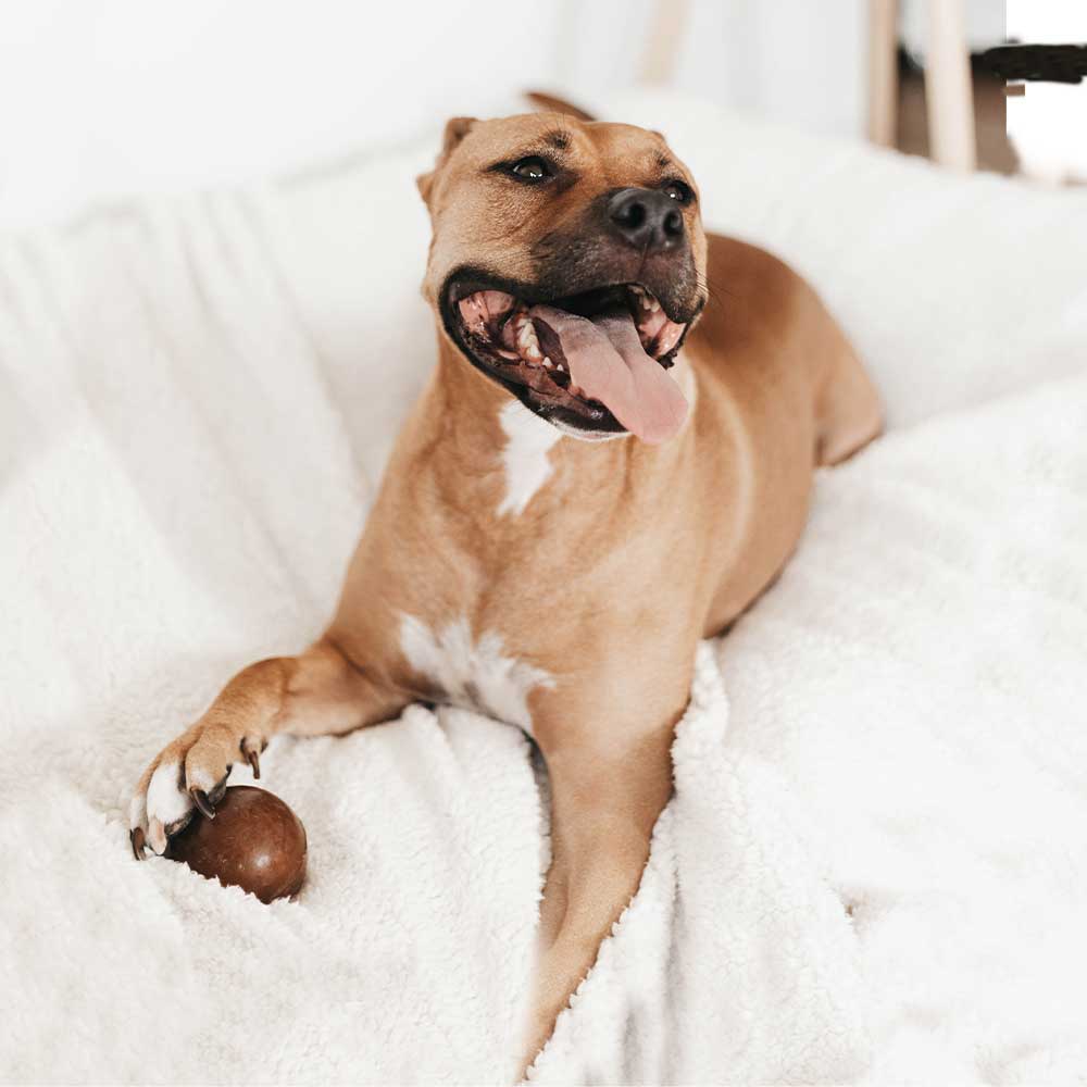 Jouet pour chien Rub Strong Ball -L - Titi&co