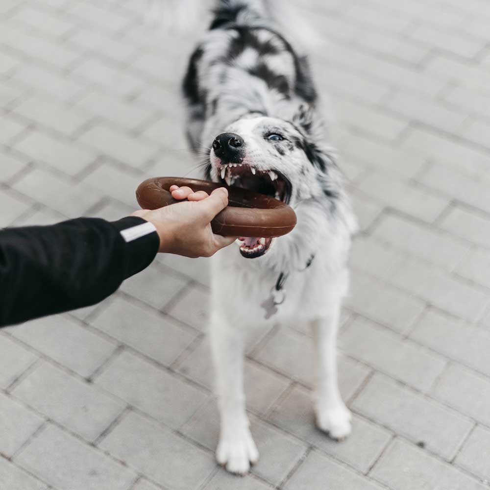 Jouet pour chien Rub Bite - Titi&co